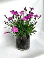 Essential | Love Flower Garden - Pinks - Valentine's Day