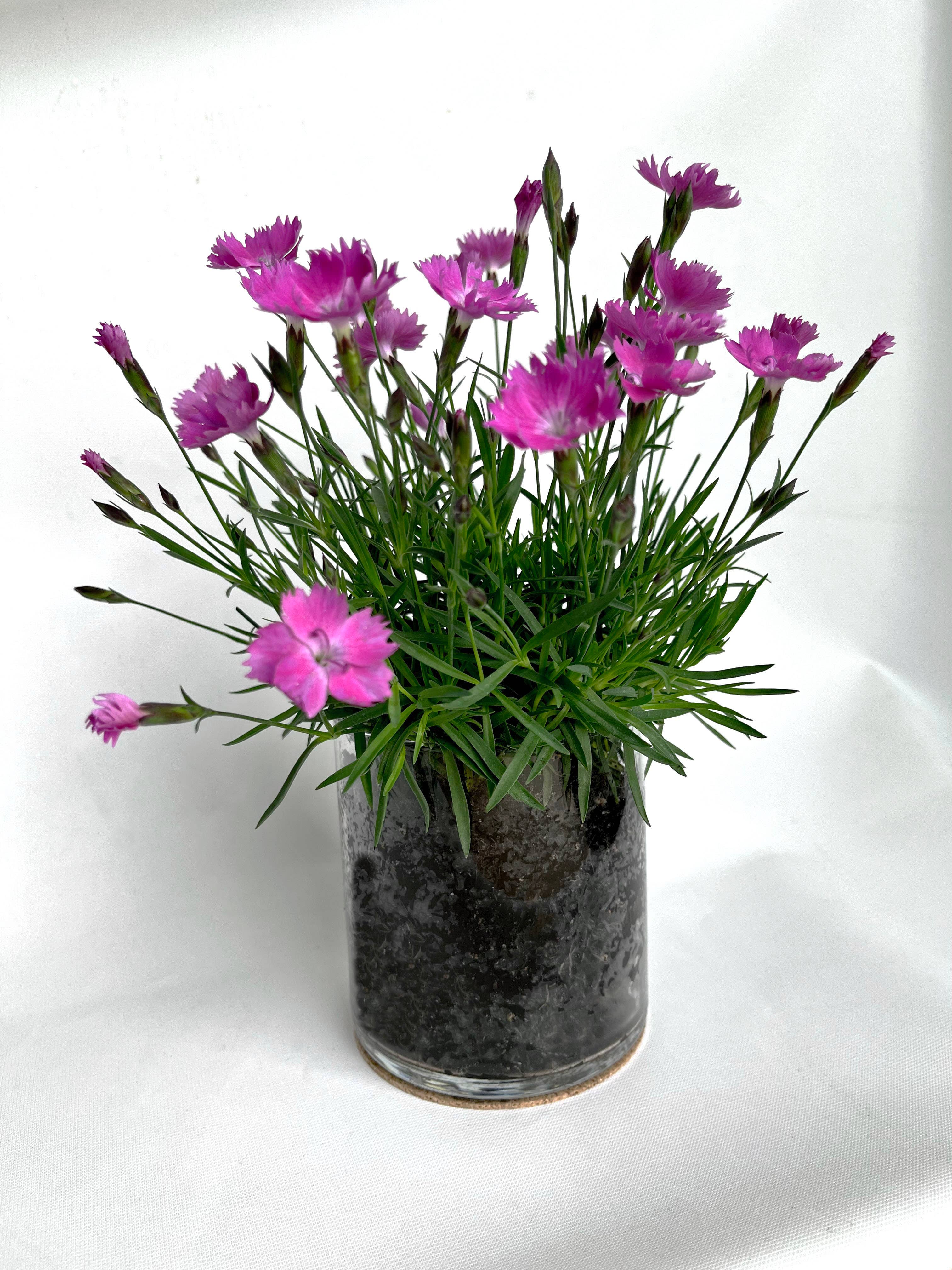 Essential | Love Flower Garden - Pinks - Valentine's Day